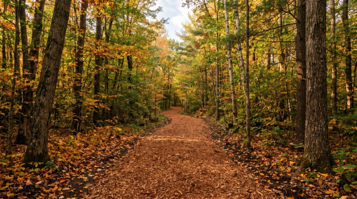 Newly cleared trail through wooded property with freshly mulched ground